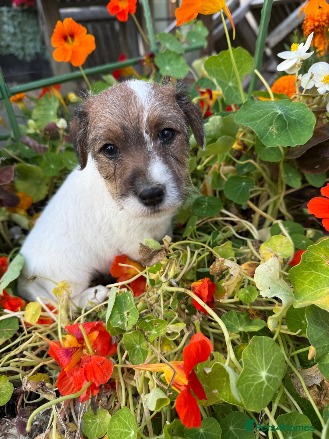 Parson Russell dogs for sale: KC Registered Parson Russell Terriers 2 Girls Left - Image 1