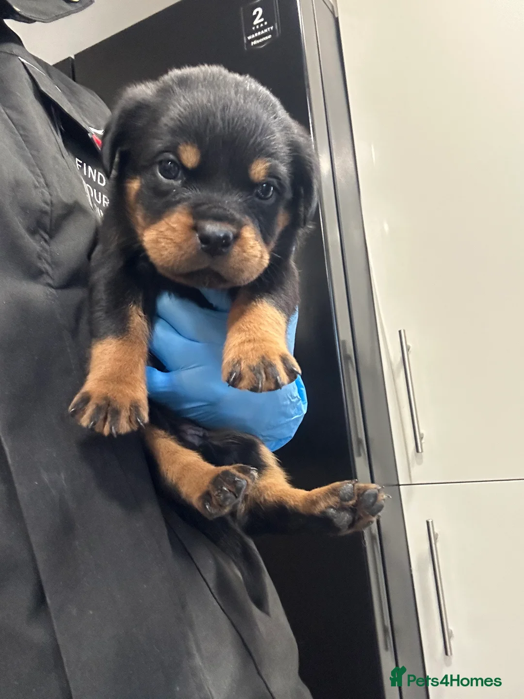Rottweiler dogs for sale: Champion  bloodline Rottwiler Puppies  - Advert 16