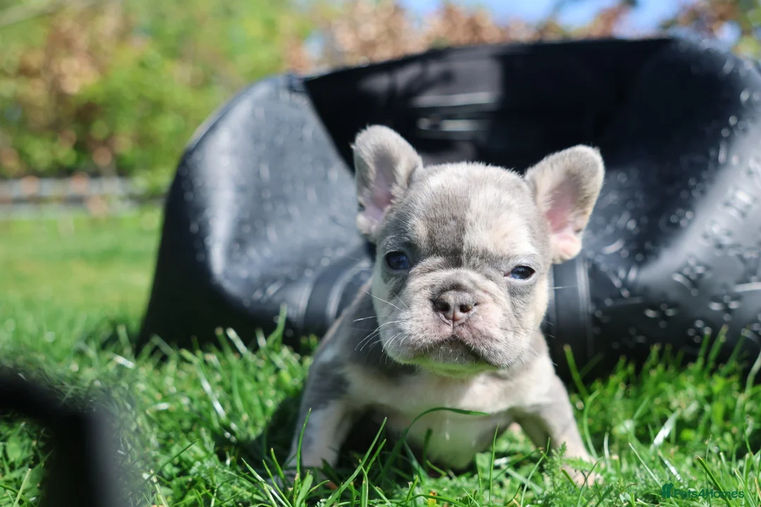 French Bulldog dogs for sale: 2 french bulldogs left £1500 - Advert 8