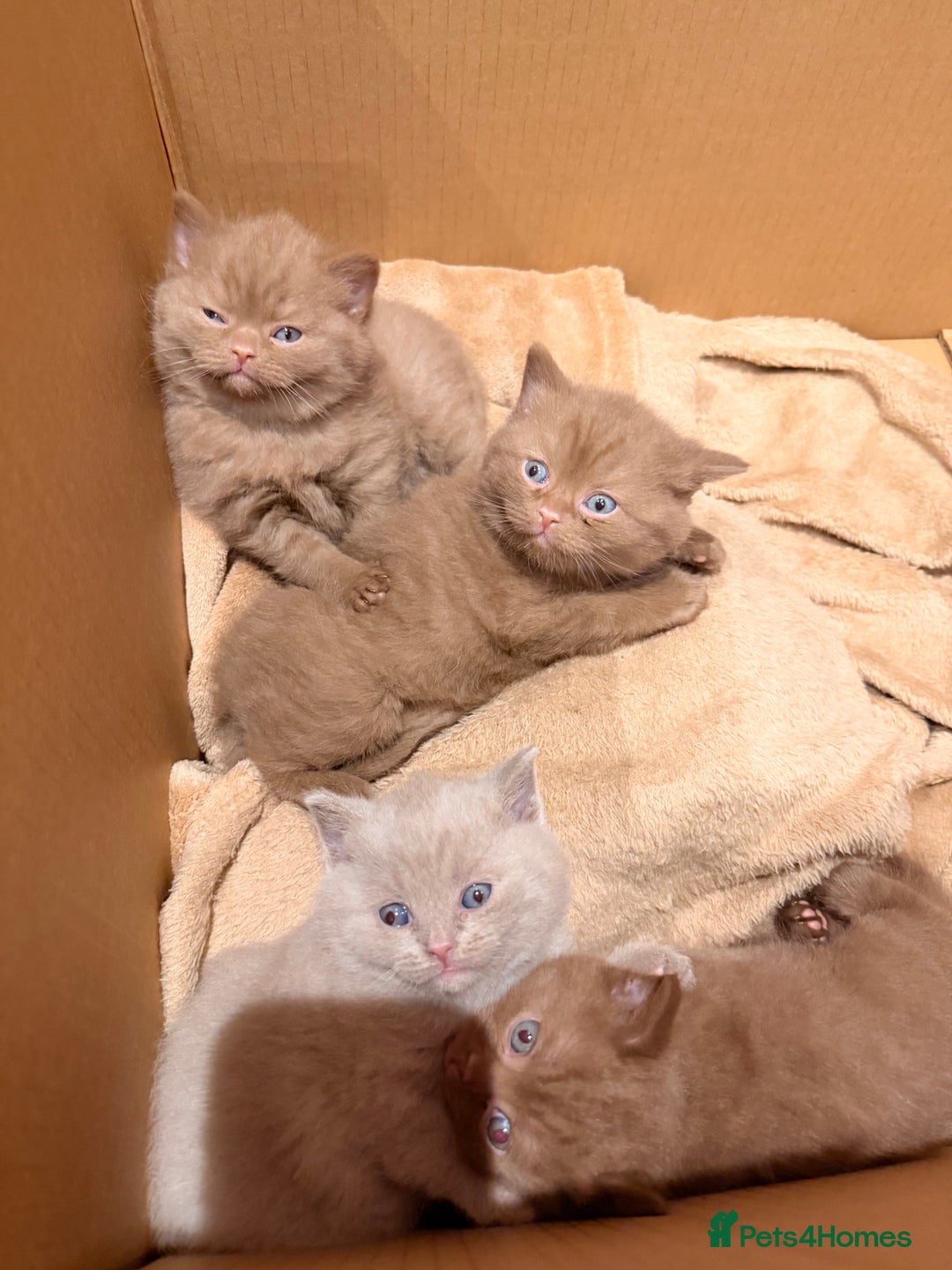 British Shorthair cats for sale: Cinnamon British shorthair kittens - Advert 9