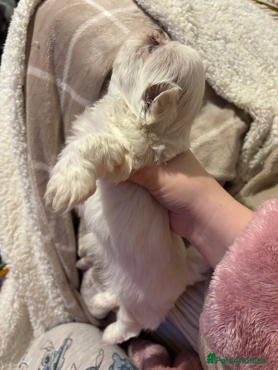 Shih Tzu dogs for sale: Beautiful Shih Tzu puppies - Advert 18