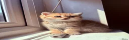 British Shorthair cats for sale: GCCF Registered Golden BSH Kittens | ny12 & by12 - Advert 20