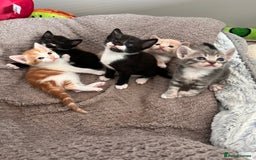 Mixed Breed cats for sale: Kittens for Sale £185 - Image 2