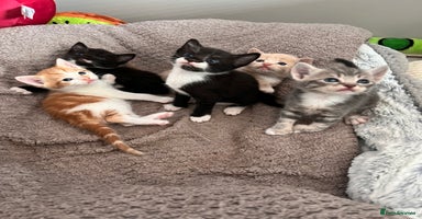 Mixed Breed cats - Advert 3