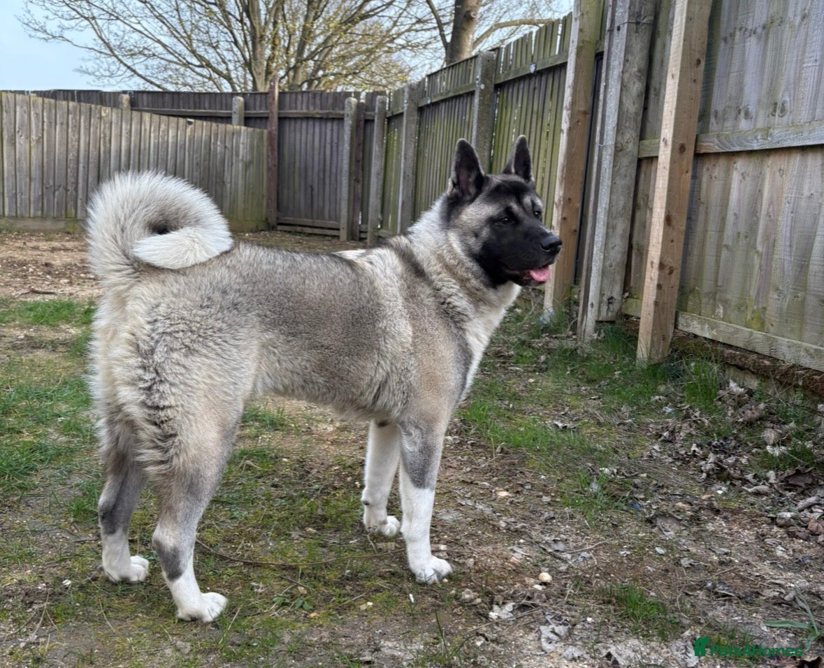 Akita dogs Kira the akita - Advert 12