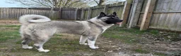Akita dogs for sale: Kira the akita - Advert 1