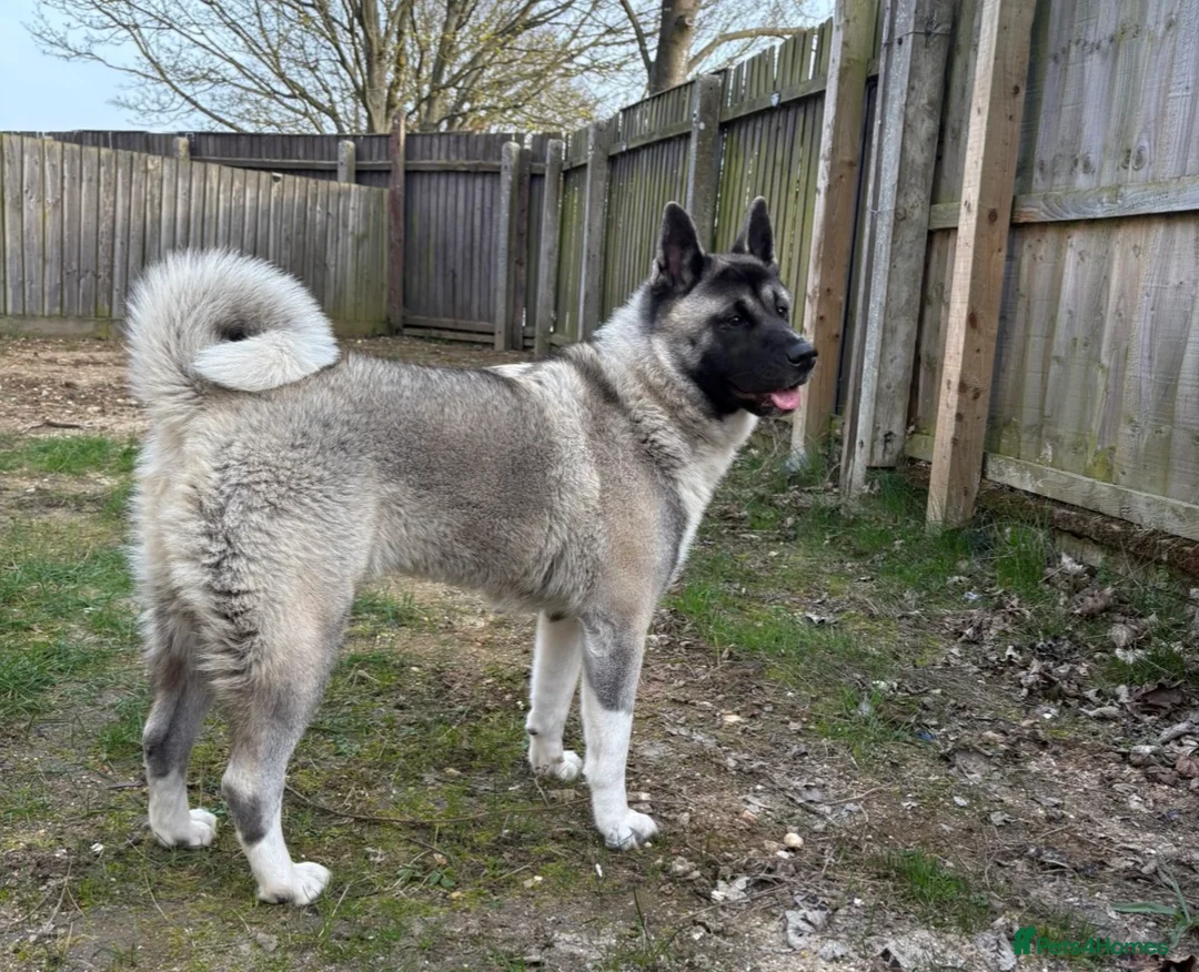 Akita dogs for sale: Kira the akita - Advert 1