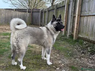 Akita dogs Kira the akita - Advert 1