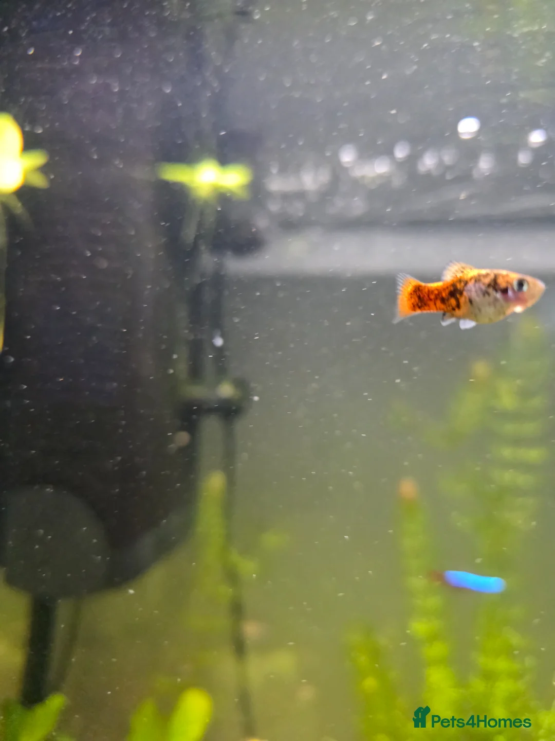 Platies fish for sale: Platies and endlers in Saint Helens - Advert 2