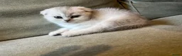 Scottish Fold cats for sale: Pure Scottish Fold  - Advert 22