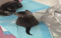 Bengal cats for sale: 4 tabby kittens ready from 20th September  - Image 8