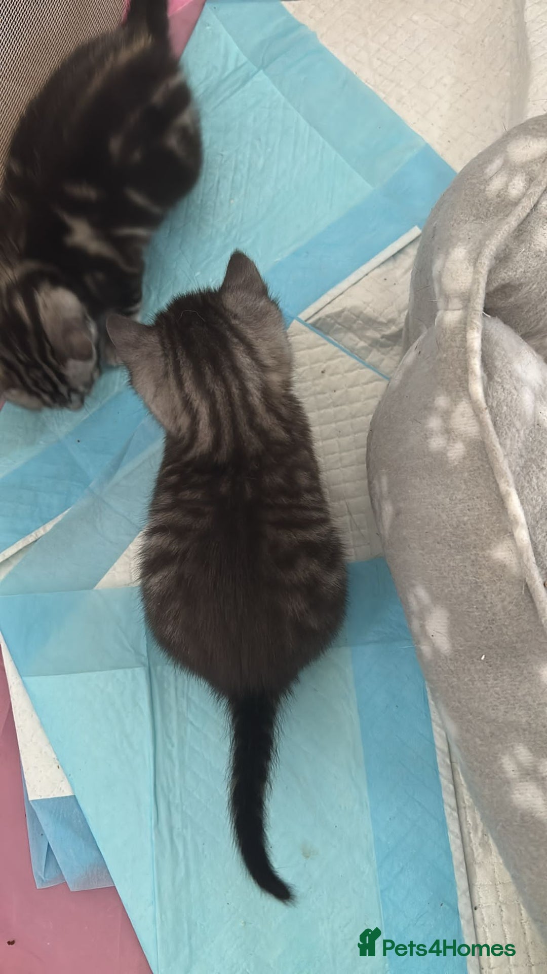 Bengal cats for sale: 4 tabby kittens ready from 20th September  - Image 8
