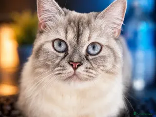 Ragdoll cats Beautiful Ragdoll Lynx Point Female - Advert 18