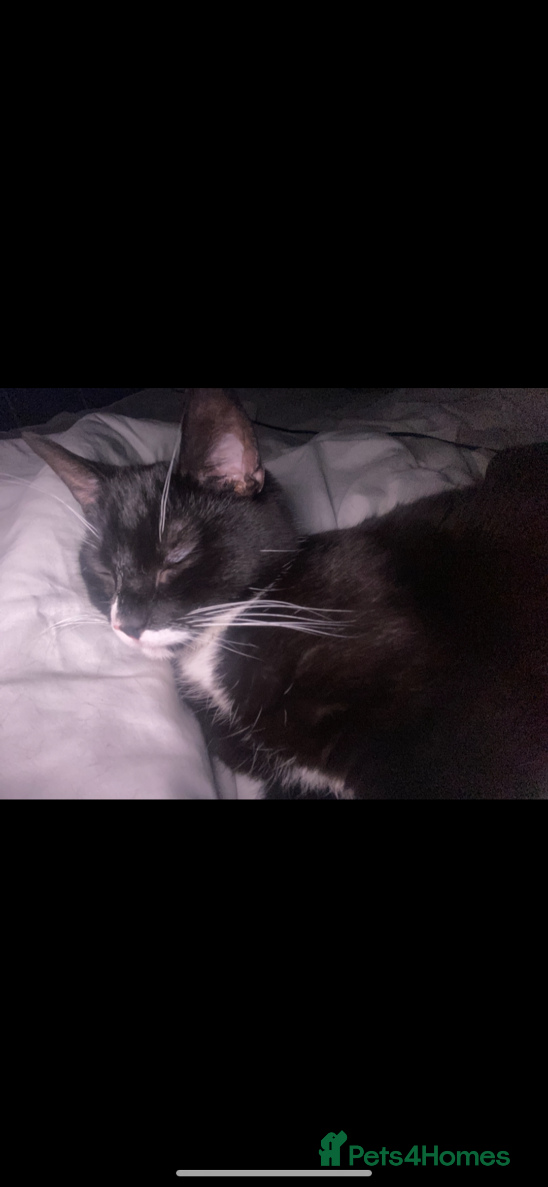 Mixed Breed cats for sale: 2 Male Cats for a new home!  - Advert 3