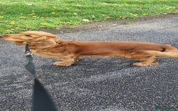 Cocker Spaniel dogs for sale: Charming English Show Cocker Spaniel Puppies  - Advert 36