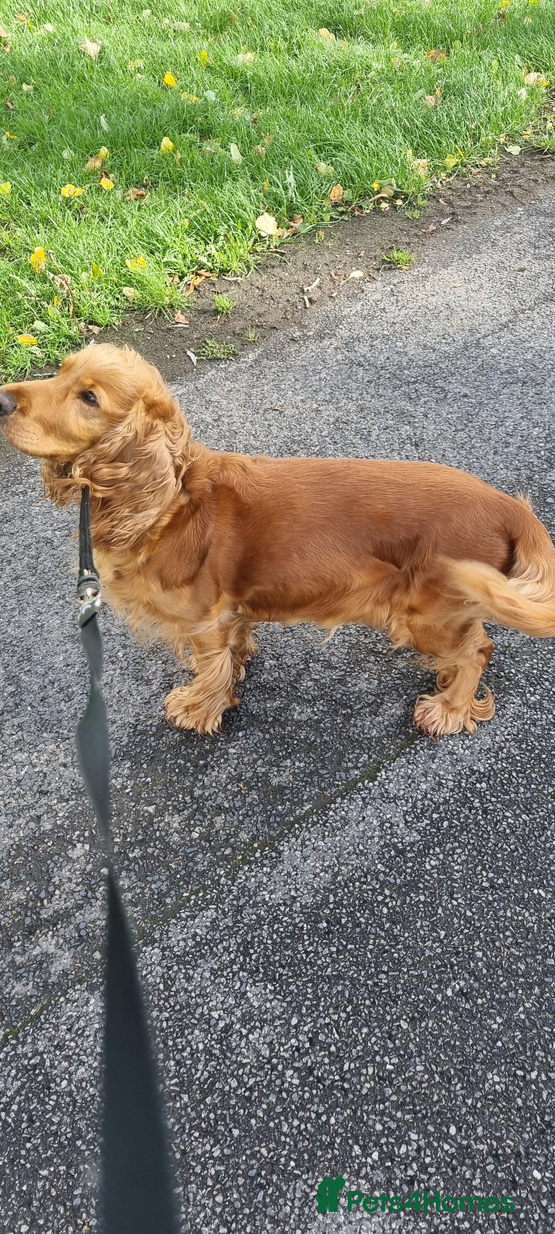 Cocker Spaniel dogs for sale: Charming English Show Cocker Spaniel Puppies  - Advert 36