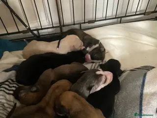 Mixed Breed dogs Whippet x greyhound puppies - Advert 1
