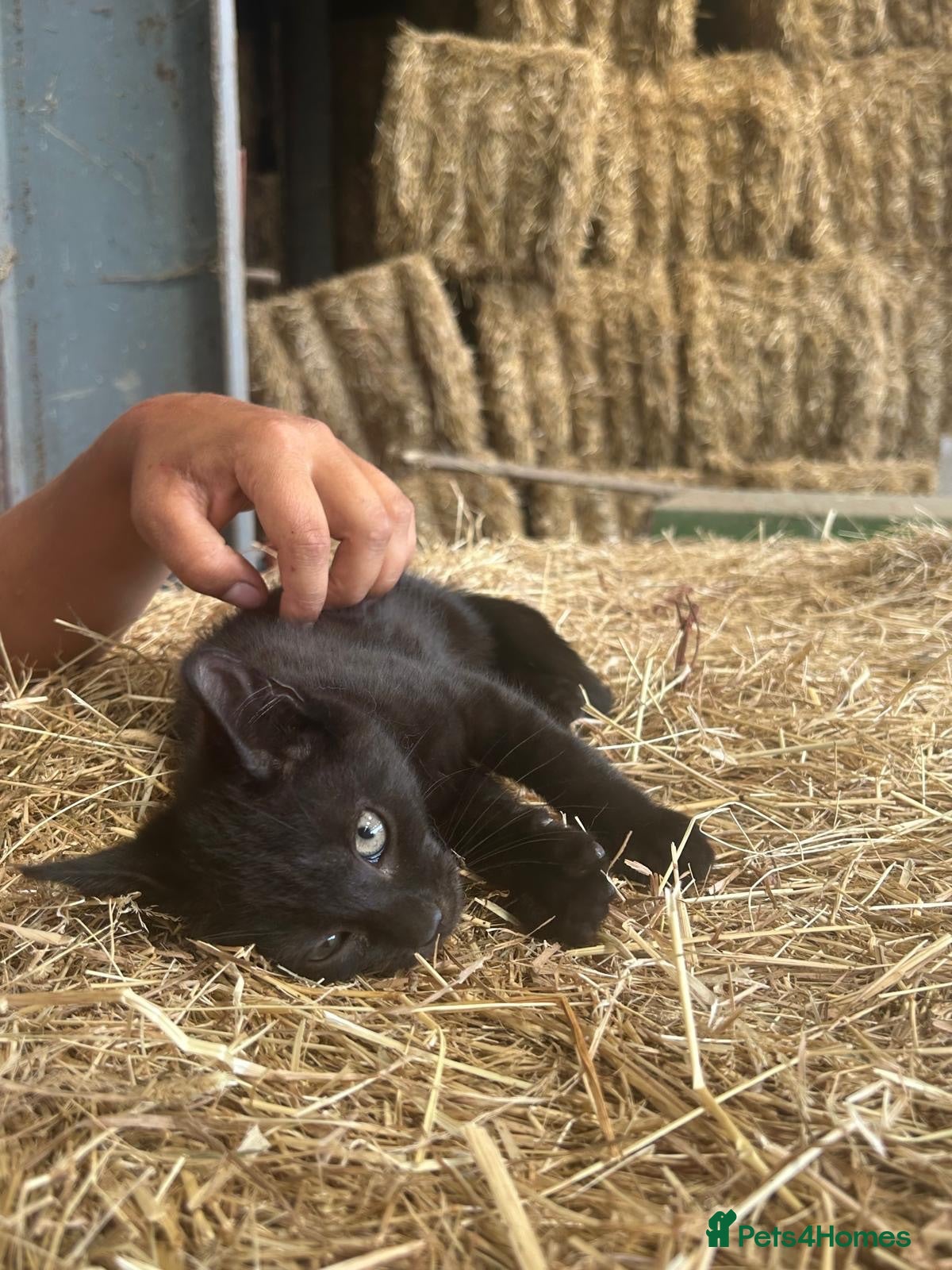 Mixed Breed cats for sale: Gorgeous kittens for sale  - Advert 1