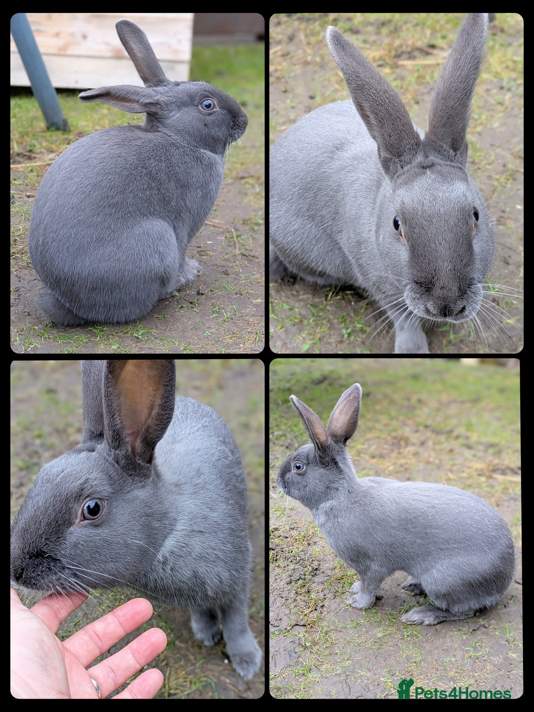 English Spot rabbits for sale: Male Grey Rabbit. Neutered - Advert 3