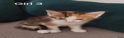 Mixed Breed cats for sale: 4 kittens  - Advert 10