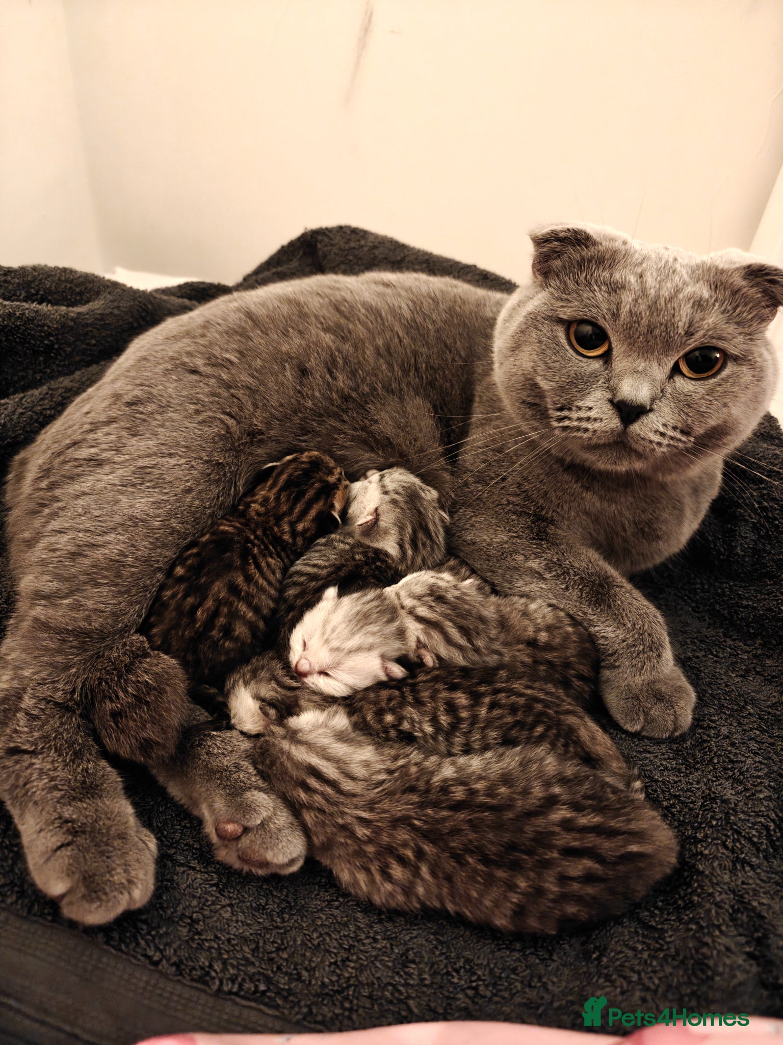 Scottish Fold cats Scottish fold and straight kittens. - Advert 9