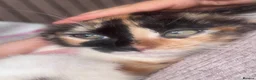 Mixed Breed cats for sale: Beautiful 8 week old kittens (READY NOW) - Advert 4