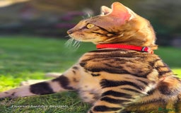 Bengal cats for sale: Gorgeous Hot Brown Bengal Queen  - Image 2