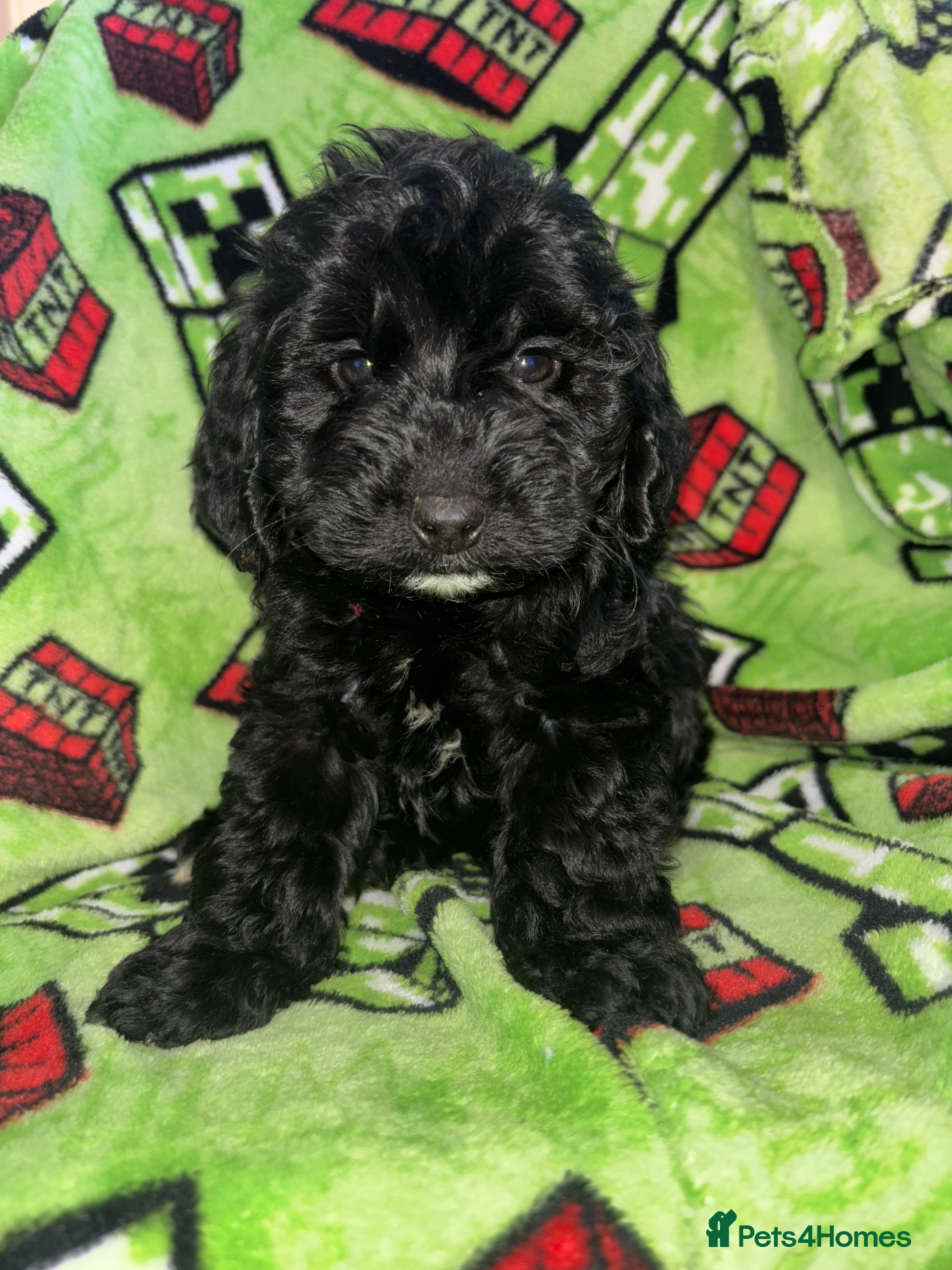 Cockapoo dogs Glossy boy Cockapoo Puppy  - Advert 17