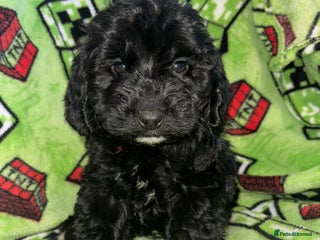 Cockapoo dogs Glossy boy Cockapoo Puppy - Advert 17