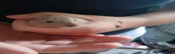 Gerbil rodents for sale: URGENT REHOMING NEEDED , 7 girl gerbils. in London - Advert 5
