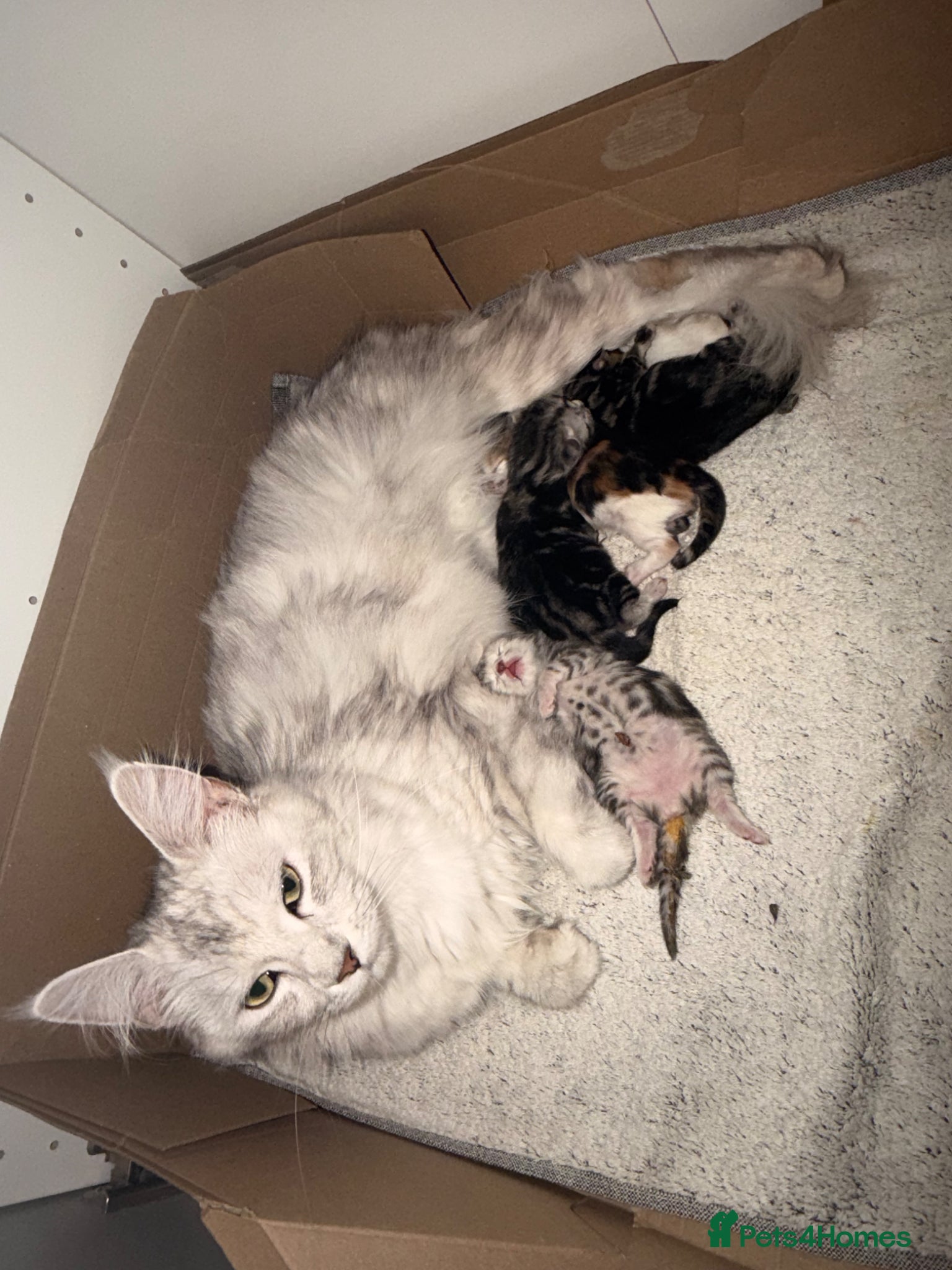 Maine Coon cats Maine coon kittens  - Advert 1