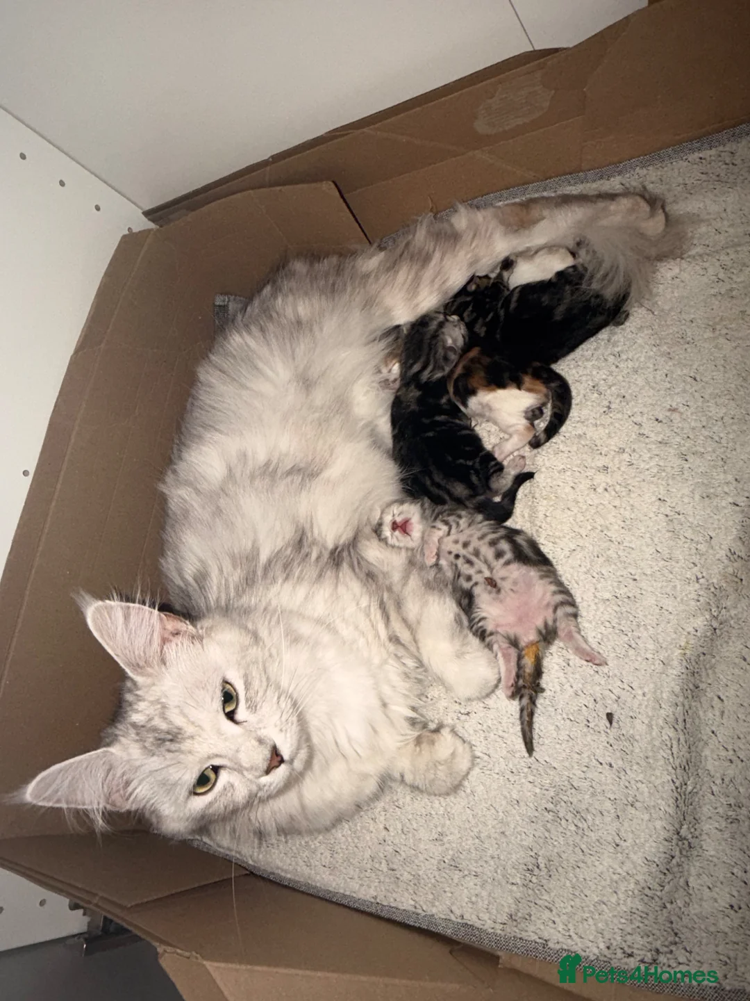 Maine Coon cats for sale: Maine coon kittens  in Brixham - Advert 1