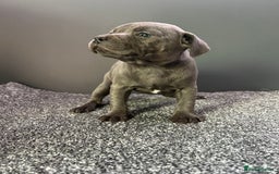 Staffordshire Bull Terrier dogs for sale: KC reg blue staffordshire bull terrier - Image 11
