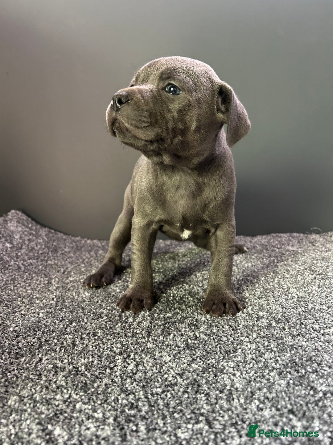 Staffordshire Bull Terrier dogs for sale: KC reg blue staffordshire bull terrier - Image 11