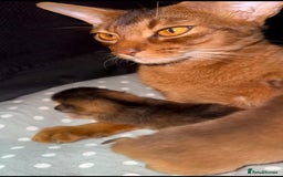 Abyssinian cats for sale: Raised with Love Abyssinian Kittens - Image 6