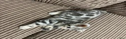 Bengal cats for sale: Bengal kittens  - Advert 21