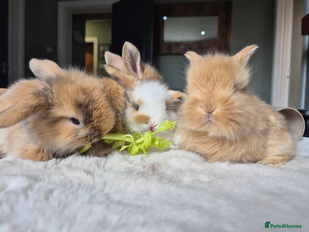 Mixed Breed rabbits for sale: Gorgeous bunnies for sale - Advert 1