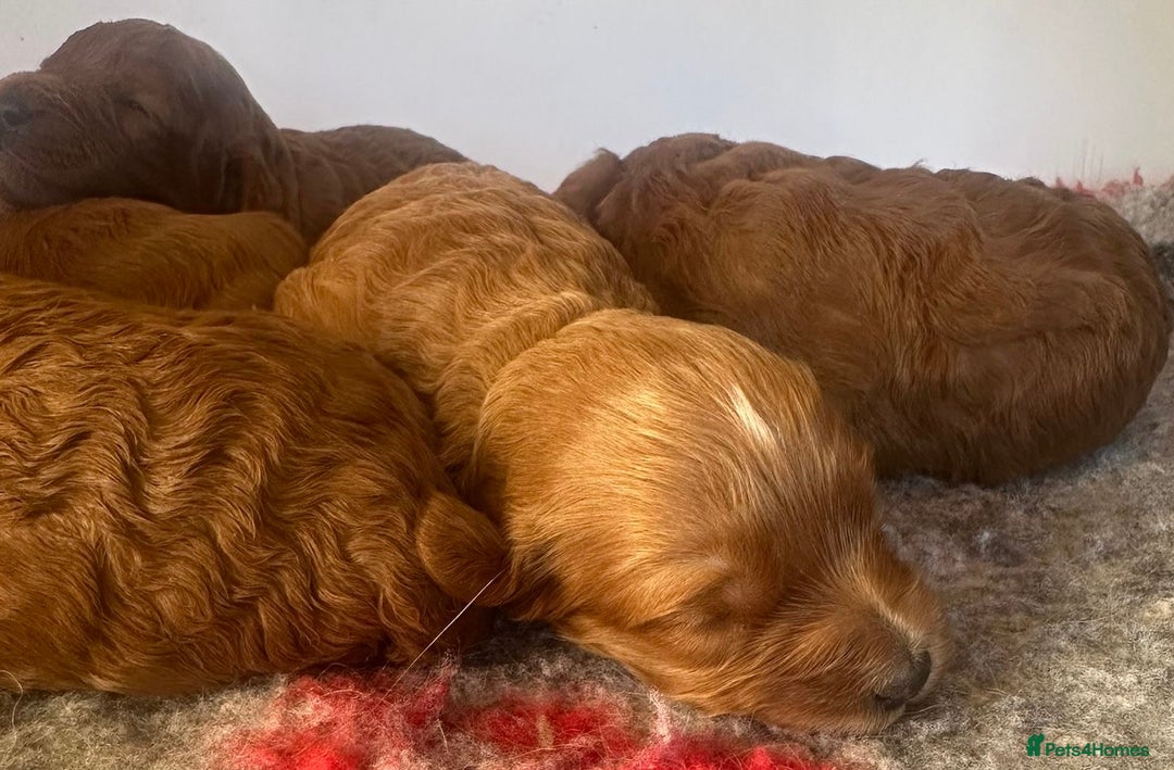 Cavapoo dogs for sale: Fabulous F1b Cavapoo litter - DNA clear - Image 2