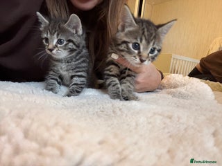 British Longhair cats Stunning kittens - Advert 3