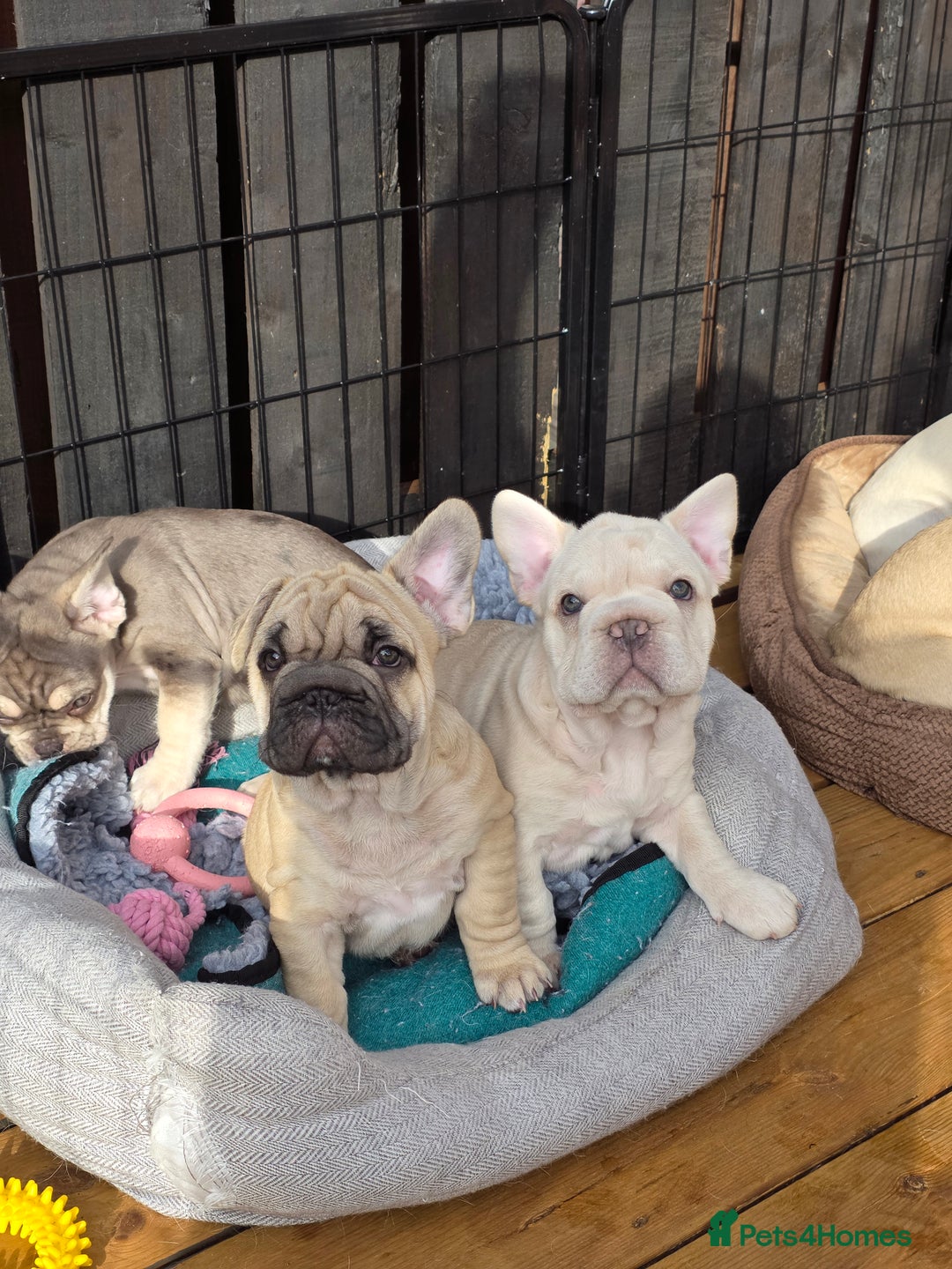 French Bulldog dogs for sale: Boo litter - Image 5