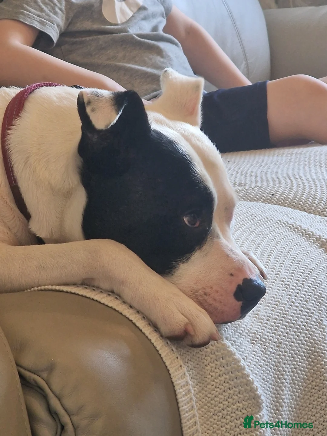 Staffordshire Bull Terrier dogs for sale: 2 year old female staffy in Christchurch - Advert 1