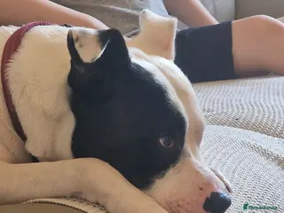 Staffordshire Bull Terrier dogs 2 year old female staffy - Advert 3