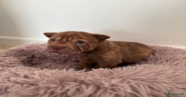 Shar Pei dogs Perfect Shar Pei Pups Ready now! 2 left. - Advert 8