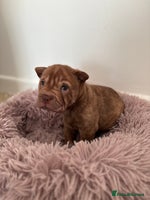 Shar Pei dogs Perfect SharPei Pups. 1 boy 1 girl left. Ready now - Advert 3