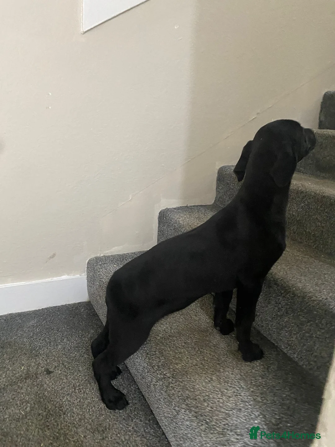 Labrador Retriever dogs for sale: Labrador puppies - Advert 4