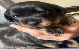 Mixed Breed dogs for sale: French bulldog x daschund - Image 23