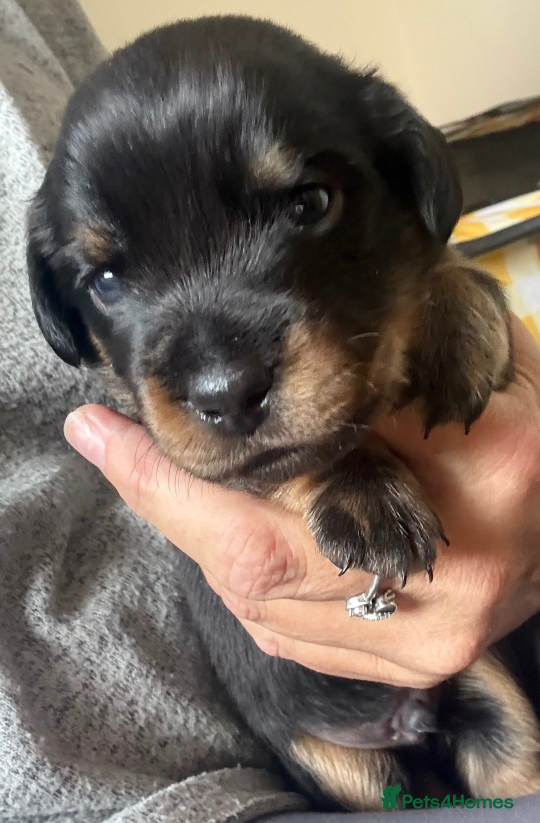 Mixed Breed dogs for sale: French bulldog x daschund - Image 23