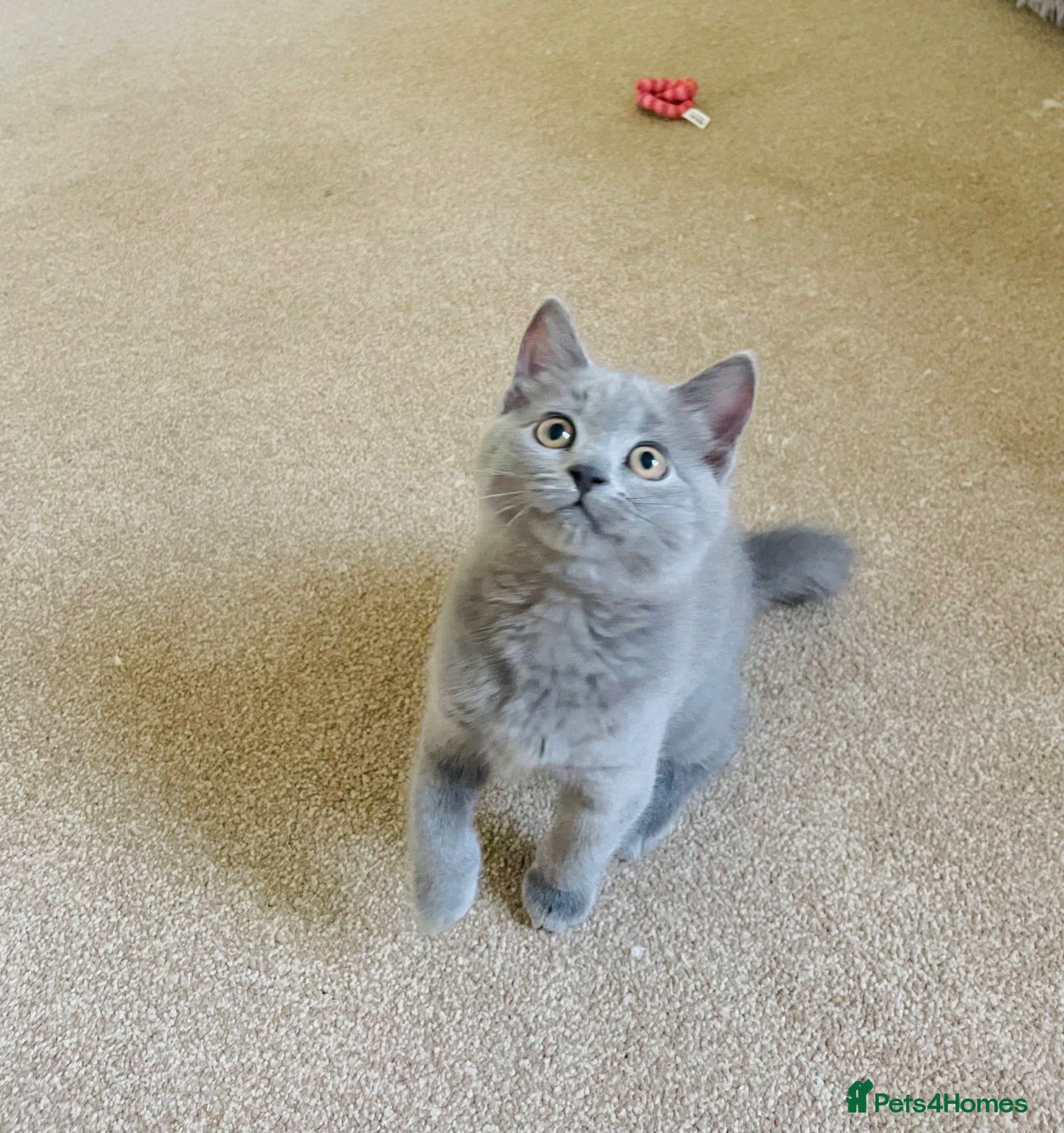 Russian Blue cats Last stunning Russian Blue/British Shorthair Girl - Advert 9