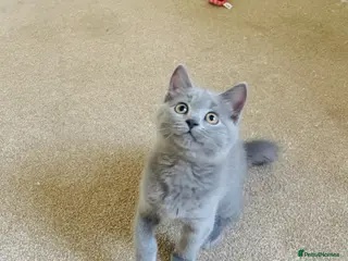 Russian Blue cats Last stunning Russian Blue/British Shorthair Girl - Advert 9