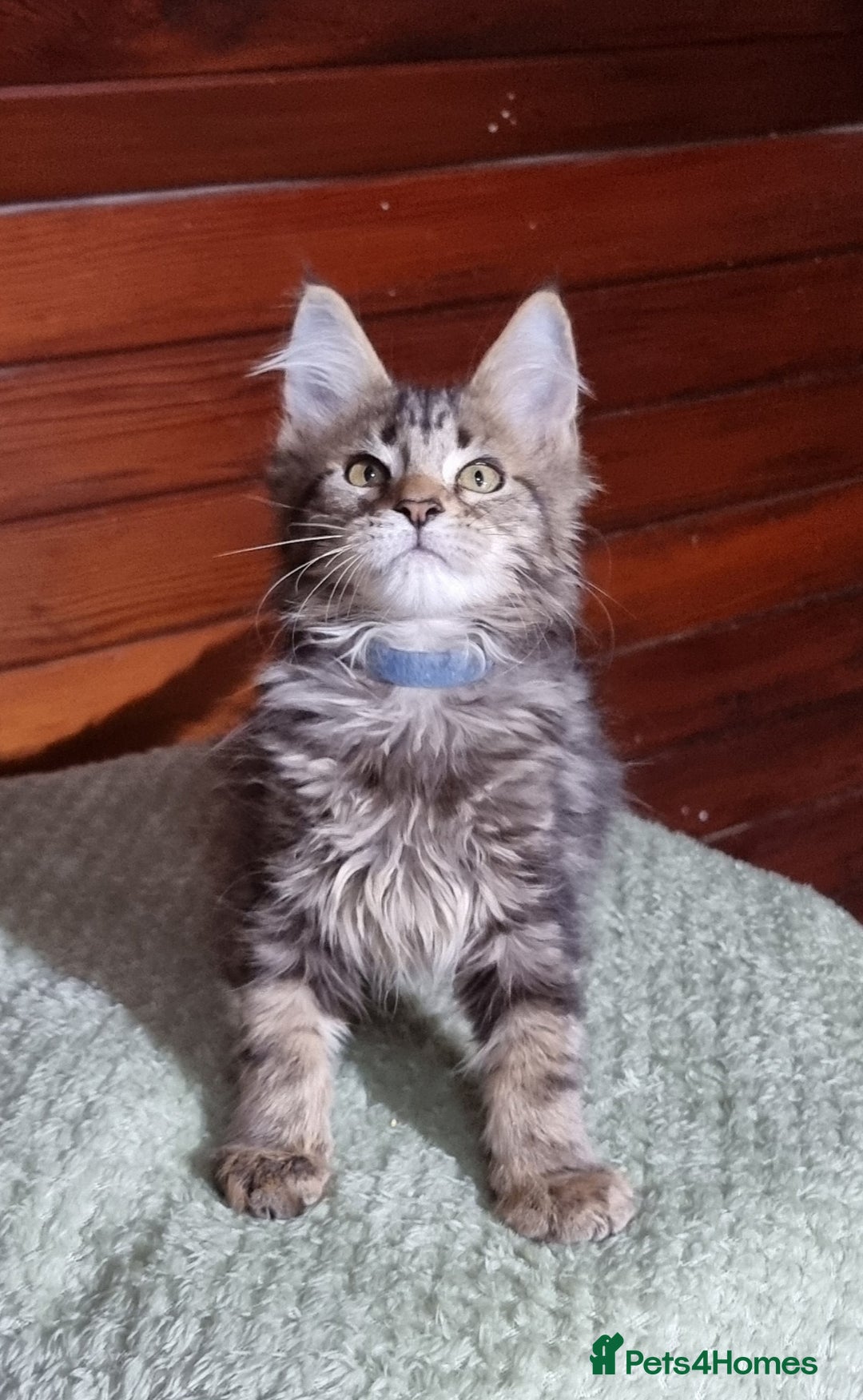 Maine Coon cats for sale: GCCF Pedigree Maine Coon Kittens for sale  - Image 19